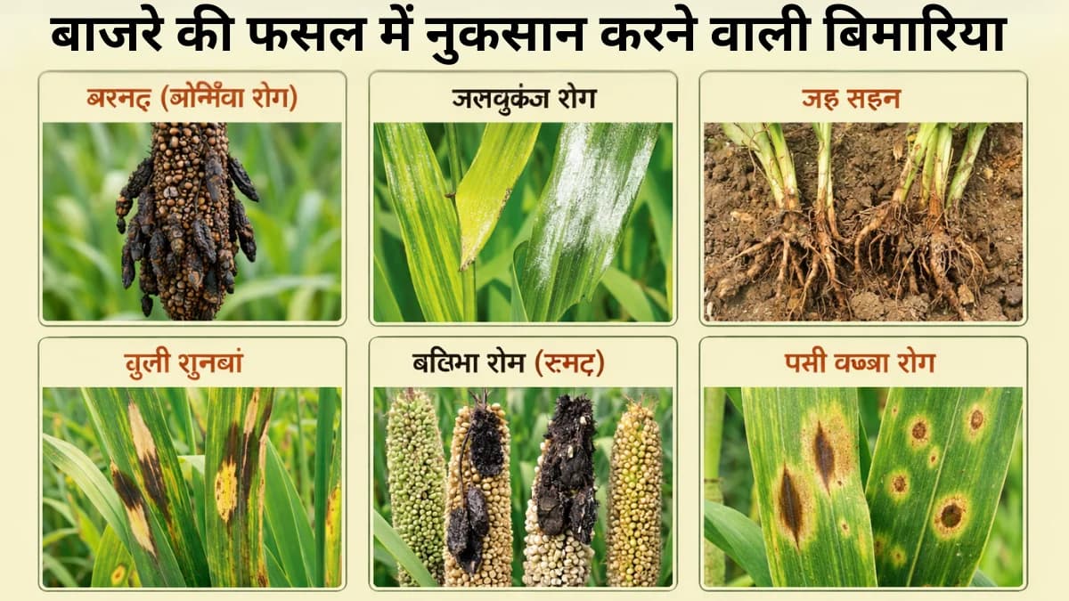 बाजरे की फसल में नुकसान करने वाली प्रमुख बीमारियां और उनका नियंत्रण