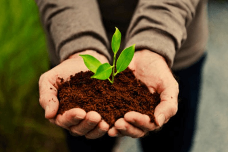 Organic Farming plant