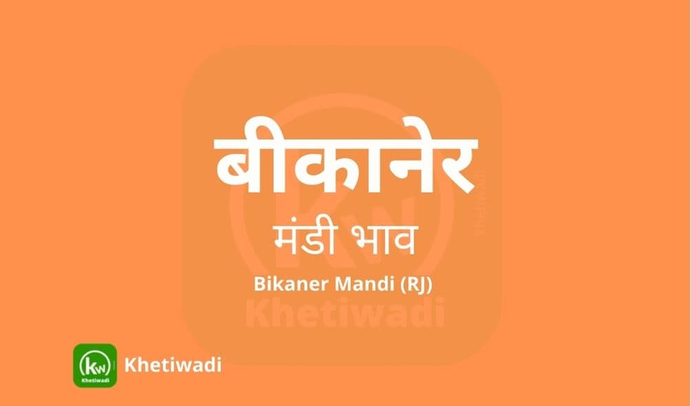 Bikaner Mandi - बीकानेर मंडी मंडी भाव 12-07-2023