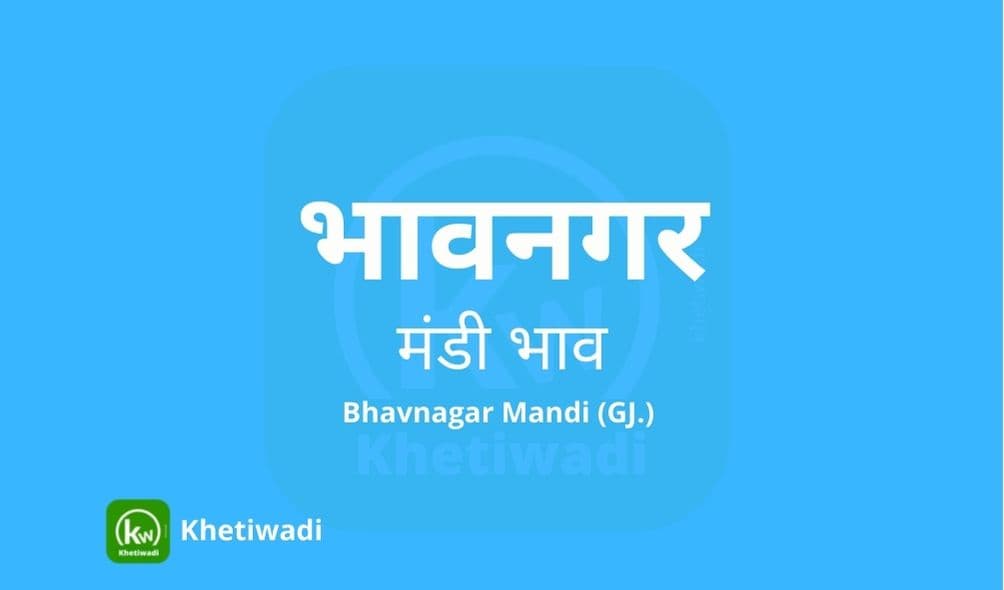 Bhavnagar Mandi - भावनगर मंडी मंडी भाव 30-09-2024