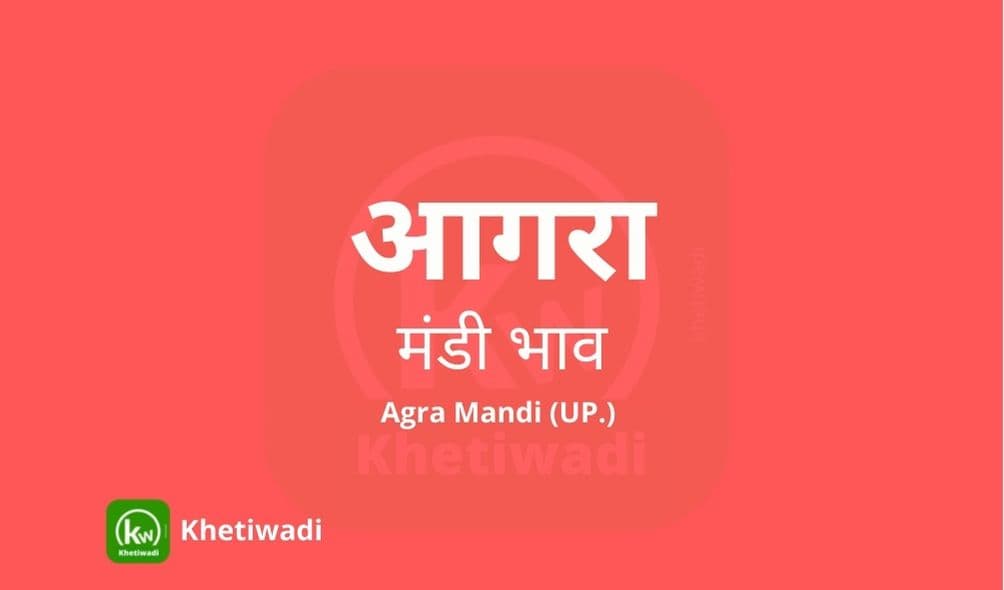 Agra Mandi - आगरा मंडी मंडी भाव 24-07-2021