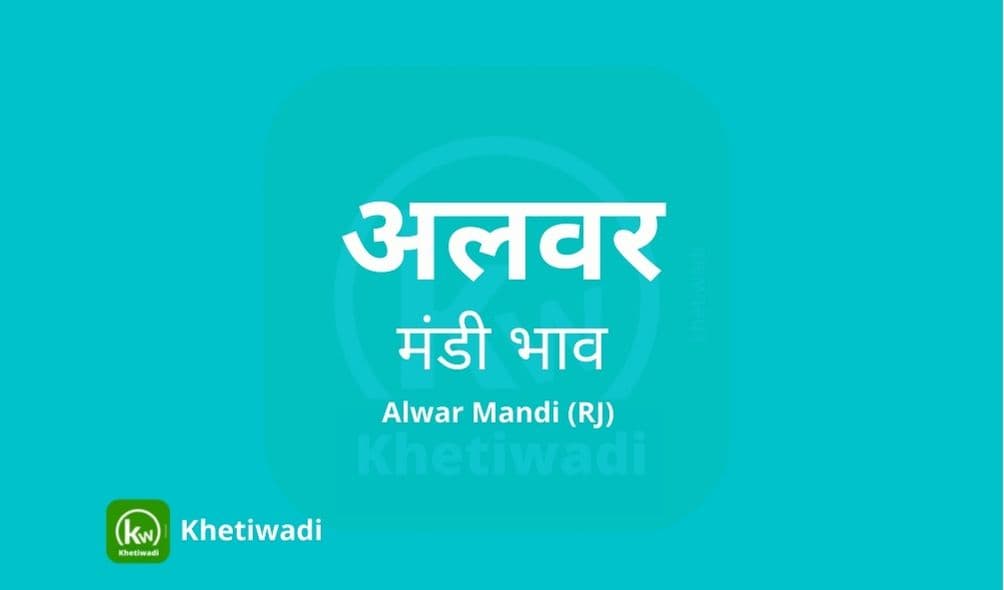 Alwar Mandi - अलवर मंडी मंडी भाव 11-07-2022