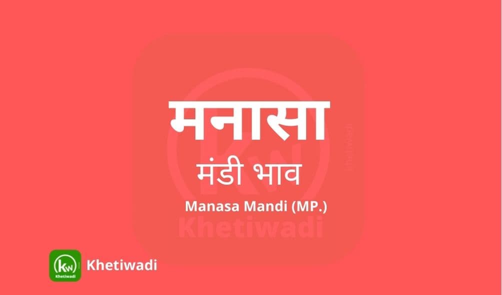 Manasa Mandi - मनासा मंडी मंडी भाव 12-10-2023