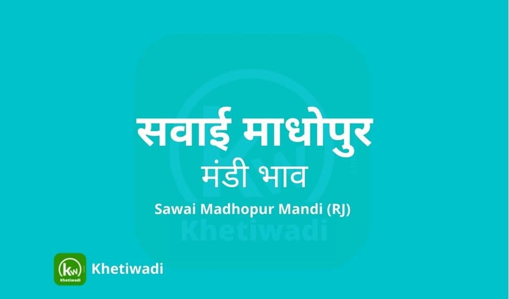 Sawai Madhopur Mandi - सवाई माधोपुर मंडी मंडी भाव 14-08-2023