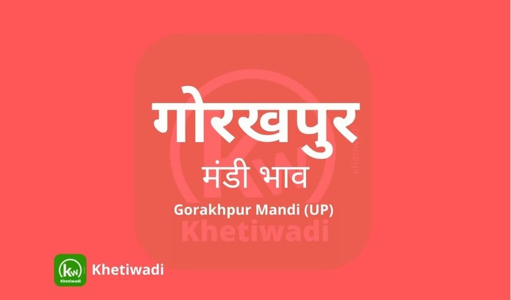 Gorakhpur Mandi - गोरखपुर मंडी मंडी भाव 17-05-2023