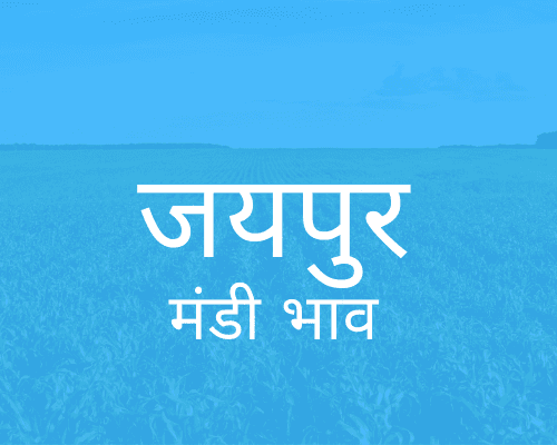 Muhana Mandi Jaipur - जयपुर मंडी मंडी भाव 02-09-2022