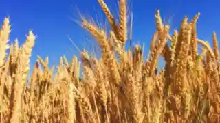 Barley (Jau) image