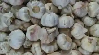 Deshi Garlic Good Quality image
