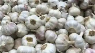 Garlic image