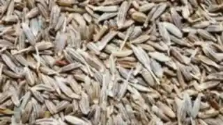 Cumin image