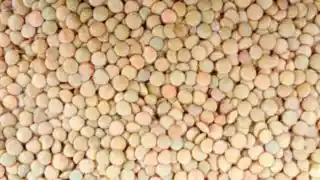 Lentil image