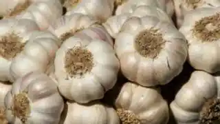 New Ooty Garlic image