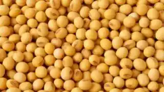 Soyabean image