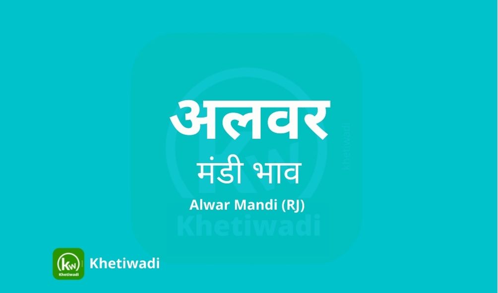 Alwar Mandi mandi post image image of Alwar Mandi with grains