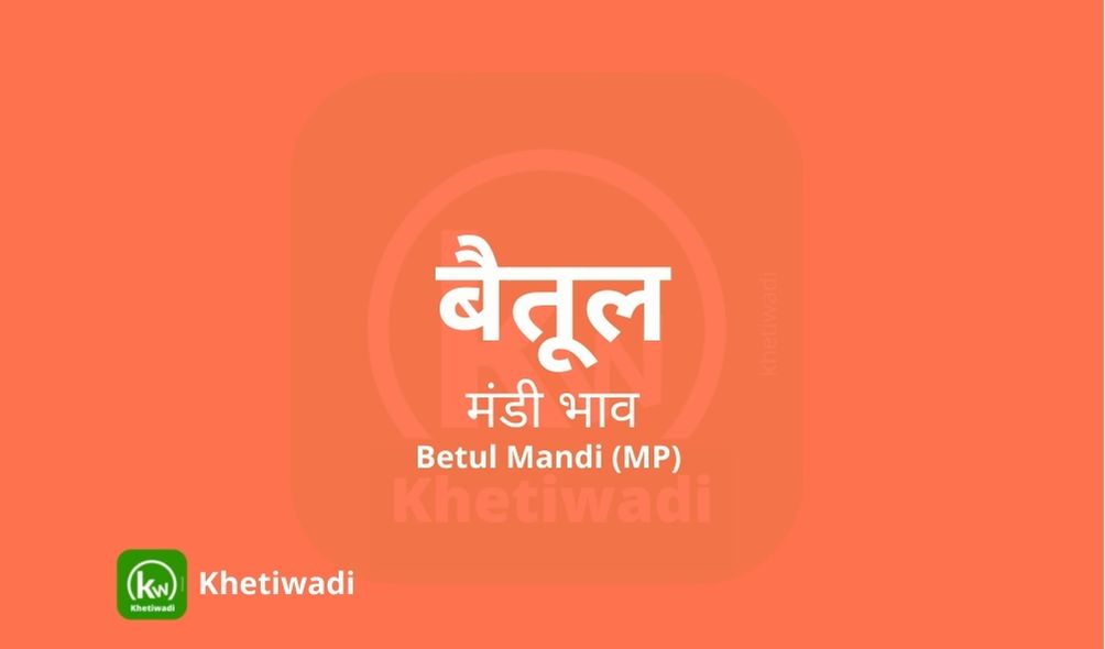 Betul Mandi mandi post image image of Betul Mandi with grains