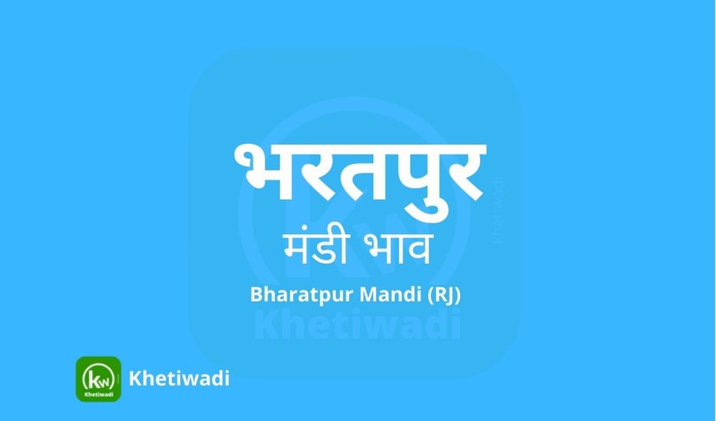 Bharatpur Mandi mandi post image image of Bharatpur Mandi with grains