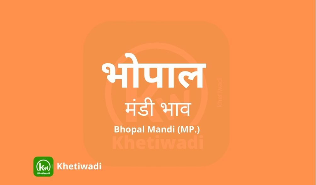 Bhopal Mandi mandi post image image of Bhopal Mandi with grains