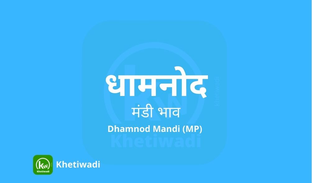 dhamnod-mandi-bhav