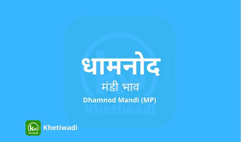 Dhamnod Mandi mandi post image image of Dhamnod Mandi with grains