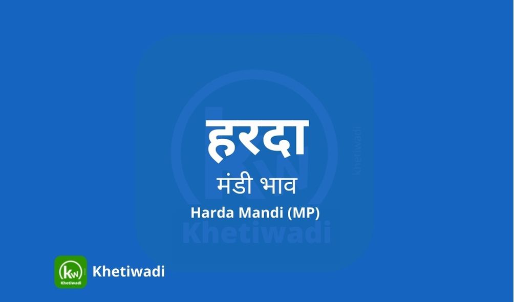 Harda Mandi mandi post image image of Harda Mandi with grains