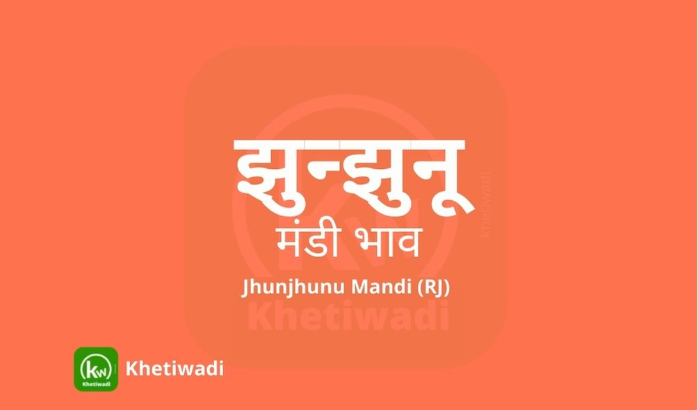 Jhunjhunu Mandi mandi post image image of Jhunjhunu Mandi with grains