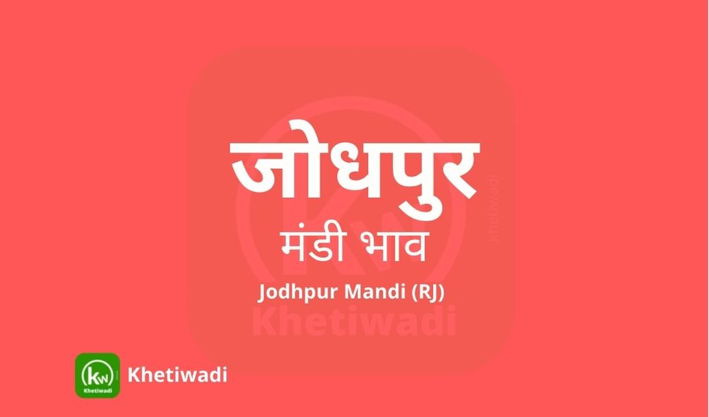 Jodhpur Mandi mandi post image image of Jodhpur Mandi with grains