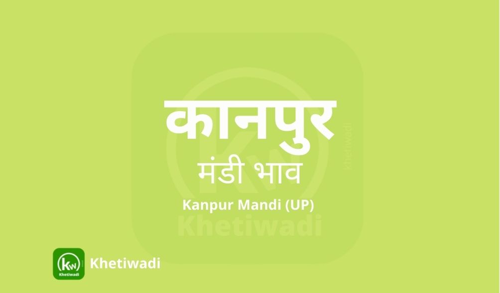 Kanpur Mandi mandi post image image of Kanpur Mandi with grains