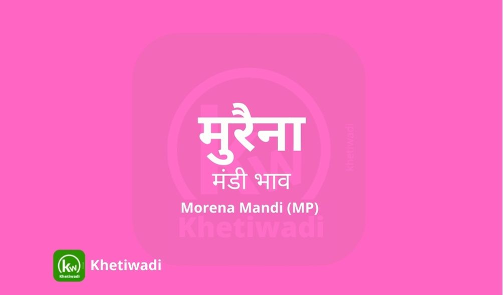 morena-mandi-bhav