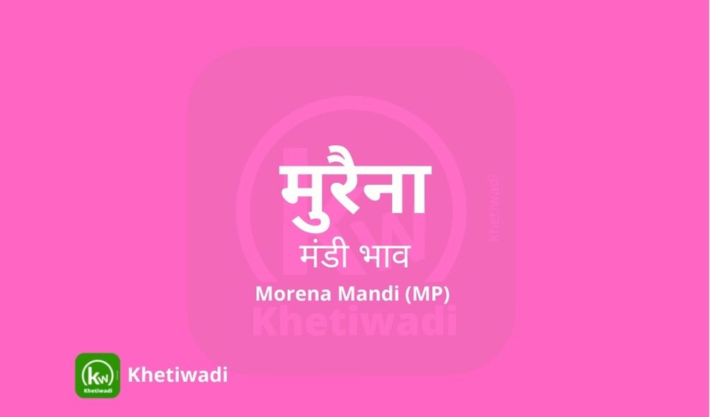 Morena Mandi mandi post image image of Morena Mandi with grains