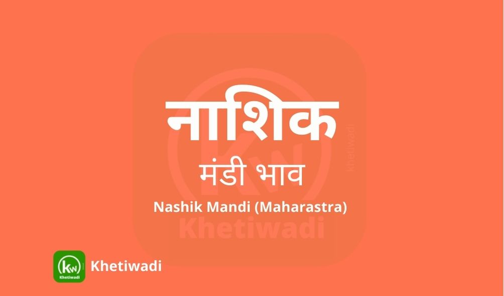 nashik-mandi-bhav