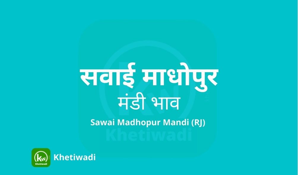 sawai-madhopur-mandi-bhav