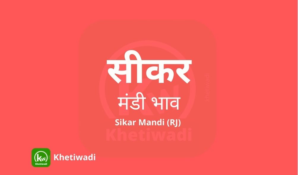 Sikar Mandi mandi post image image of Sikar Mandi with grains