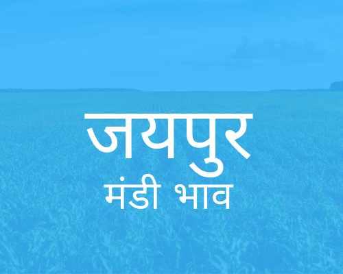 जयपुर  मंडी
