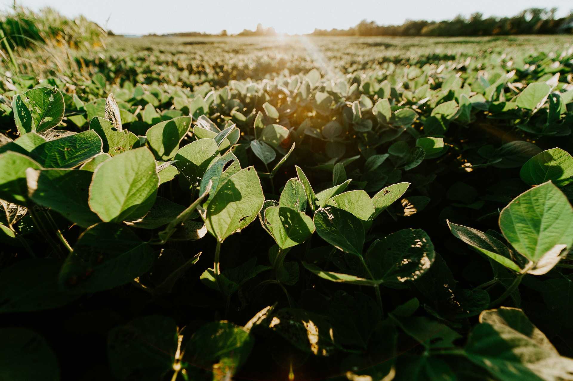 /media/tips/images/Proper-preparation-soybean-crop.jpg