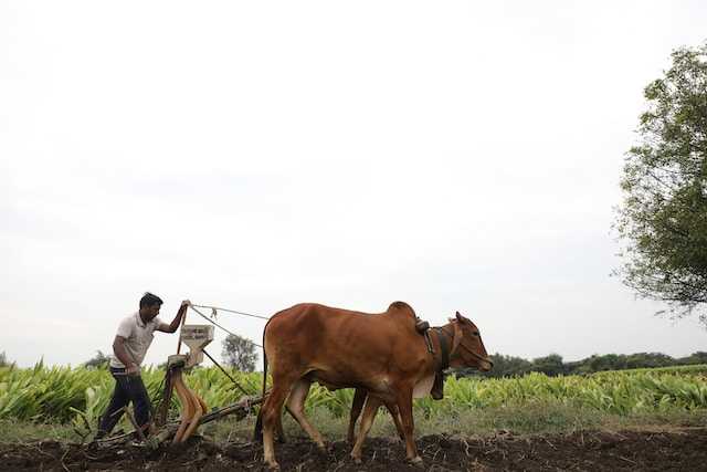 /media/tips/images/Traditional-farming.jpg