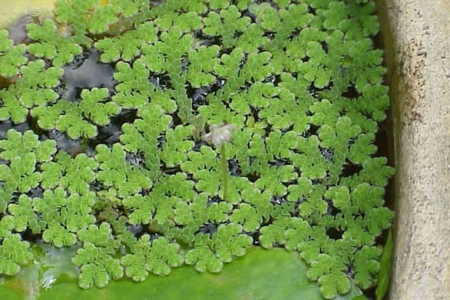 /media/tips/images/ajola-grass-tips-khetiwadi.jpg