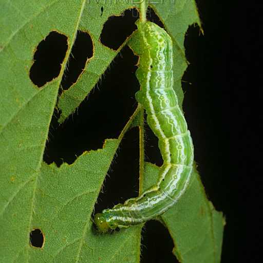 /media/tips/images/girdle-beetle-in-soybean.jpg