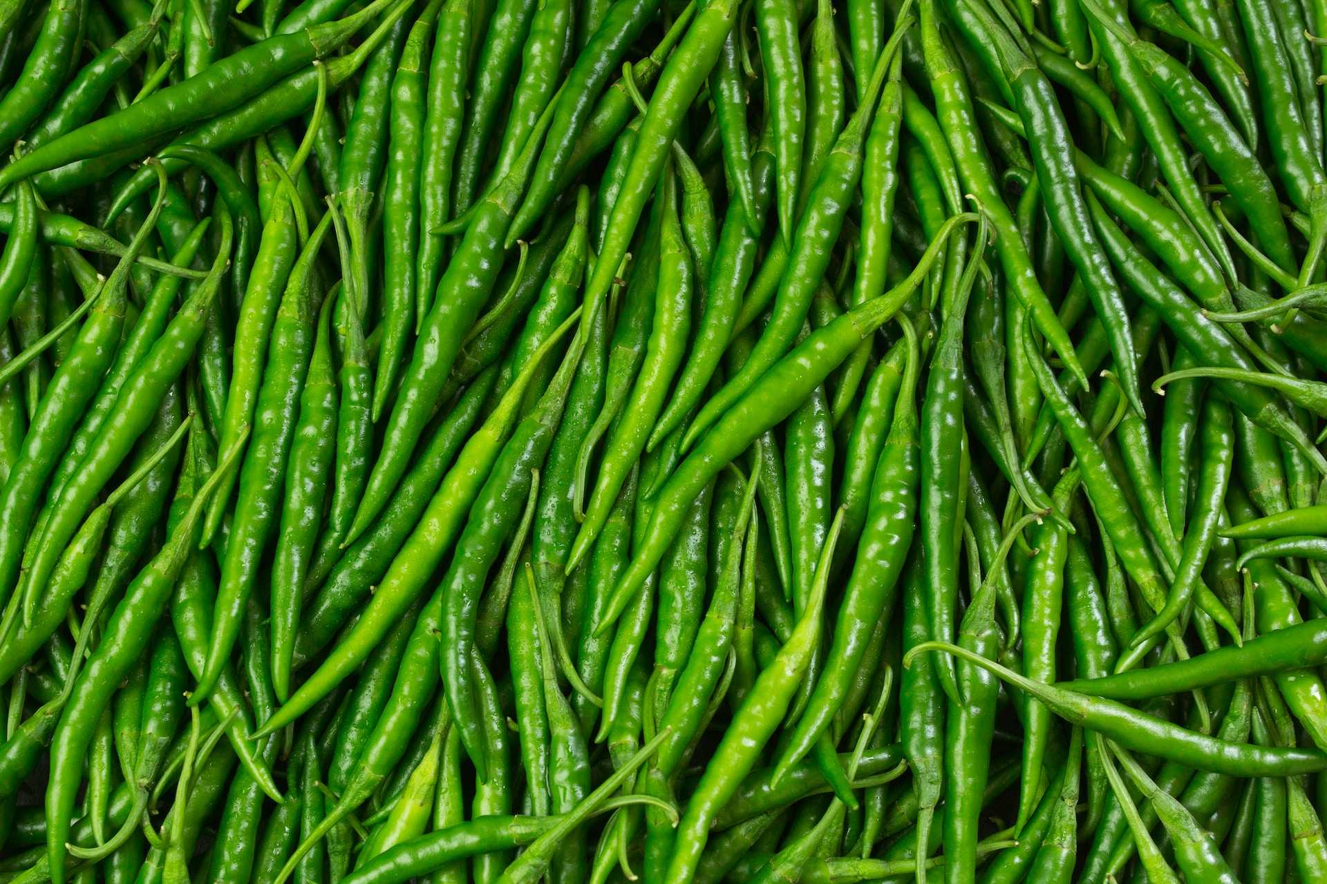 /media/tips/images/green-chili-pepper-farming-2023.jpg