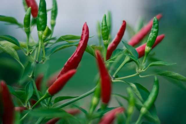 /media/tips/images/green-peppers-plant.jpg