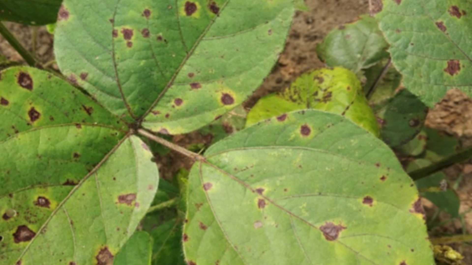 Moong leaves are turning black, what is the reason? image