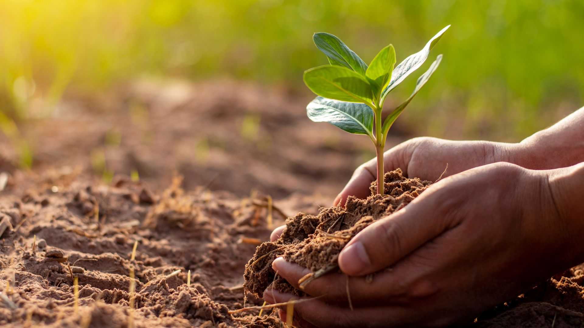 /media/tips/images/soil-testing.jpg